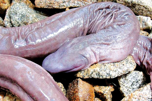 Rắn của qu&yacute;