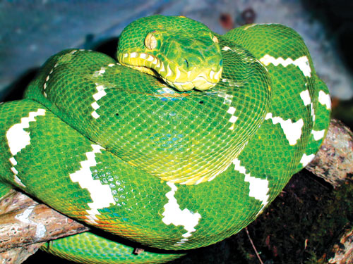 Trăn ngọc lục bảo