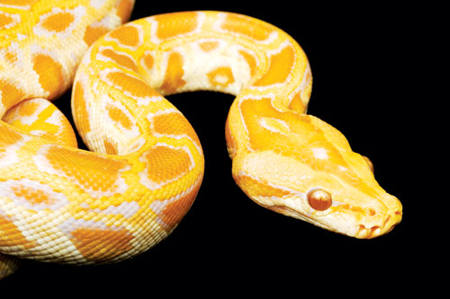 Trăn bạch tạng Miến Điện