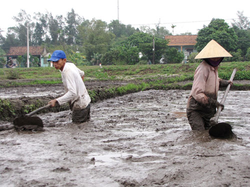 Xuống đồng trong giá rét