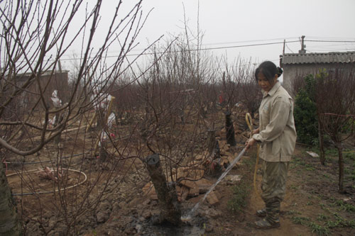 làng đào nhật tân