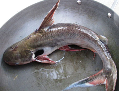 Hội ngộ “ngũ bá”