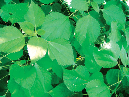 Cây gai chữa bệnh