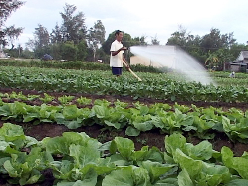Rong đầm “cứu” dân vùng cát
