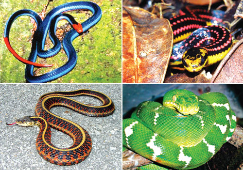 Tản mạn chuyện rắn 2