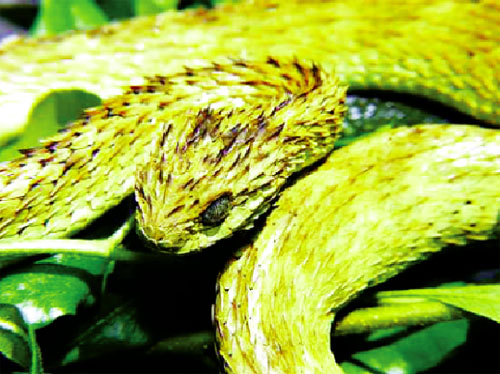 Tản mạn chuyện rắn 1