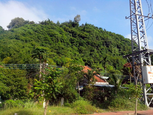 Bất an vì khỉ