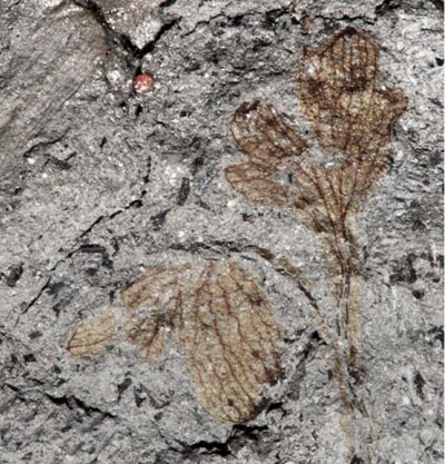 Hóa thạch loài hoa cổ nhất Bắc Mỹ 