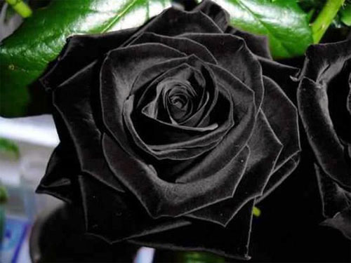 Hoa hồng đen là điều tuyệt vời và đầy quý giá. Những đóa hoa này thật đặc biệt, quyến rũ và thăng hoa. Nếu bạn đam mê hoa hồng và muốn khám phá một loại hoa độc đáo, hãy thưởng thức hình ảnh liên quan đến hoa hồng đen này.