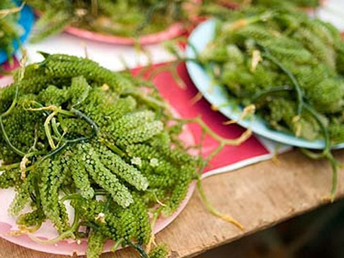 Rong biển là món thuốc, món ăn tốt cho sức khỏe - Ảnh: tư liệu