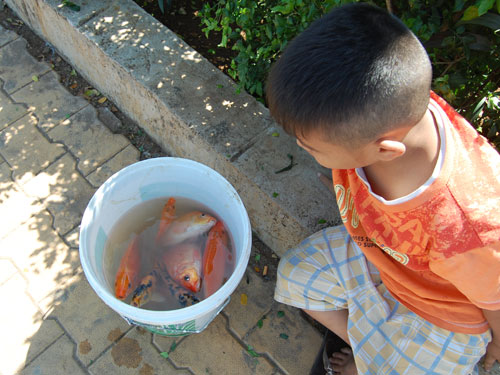 Sôi động người thả, kẻ bắt cá chép