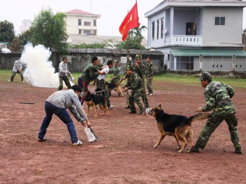 Chó nghiệp vụ vào trận