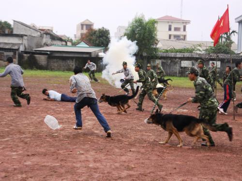 Chó nghiệp vụ vào trận 2