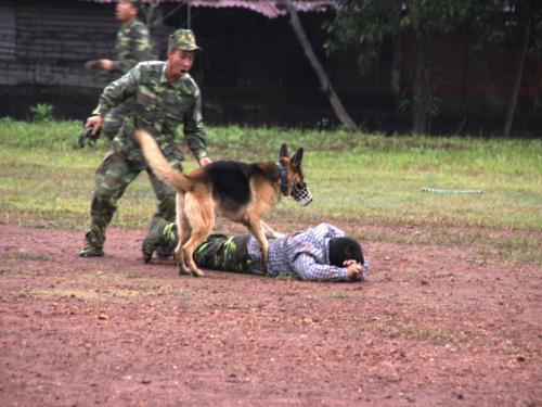 Dù chỉ là diễn tập nhưng chó nghiệp vụ ra đòn rất quyết liệt nên cần sự theo sát của “chủ” 2