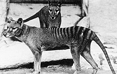 Hổ Tasmania đã tuyệt chủng vào những năm 1960