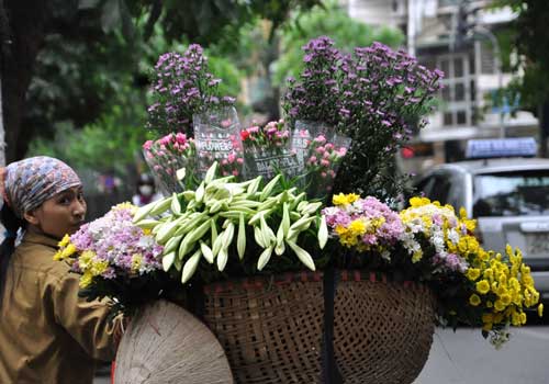 Khắp nẻo đường, ngõ ngách Hà Nội đâu đâu cũng bắt gặp loài hoa này. Màu trắng tinh khiết nổi bật giữa sắc tím, vàng của nhiều loài hoa khác