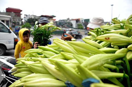 … và hút hồn người chơi bởi màu trắng tinh khôi nhẹ nhàng, tao nhã, mùi thơm nhẹ nhàng thanh khiết 2
