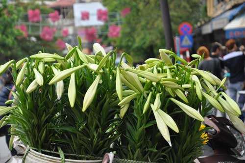 Giá hoa vẫn giữ giá so với mọi năm, dao động trong khoảng 35.000 đồng-40.000 đồng/cành