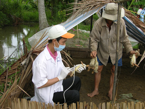 Người dân còn thờ ơ với cúm gia cầm