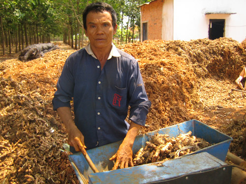 Trồng nghệ xen canh với cao su