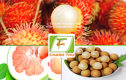 Công ty XNK Trái Cây Chánh Thu - Nâng tầm thương hiệu trái cây Việt Nam 3