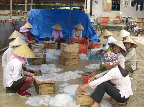 Ngư dân trúng vụ sứa biển 
