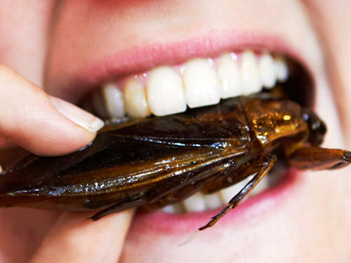 Liên hiệp quốc kêu gọi dùng côn trùng làm thức ăn