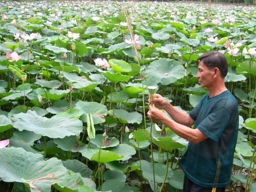 Biến ruộng hoang thành mô hình đầm sen khởi nghiệp tại Hải Phòng