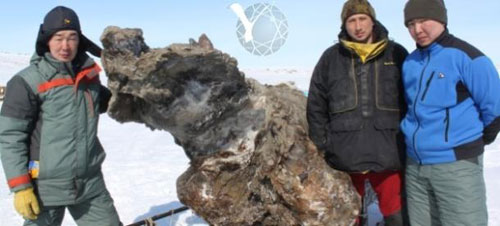Khai quật voi ma mút máu tươi tại Siberia