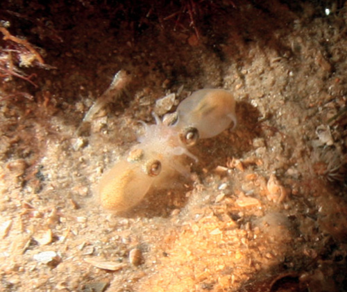 Mực ống Sepiadarium austrinum