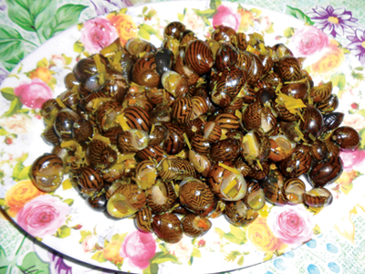 Vị ngọt ốc dừa
