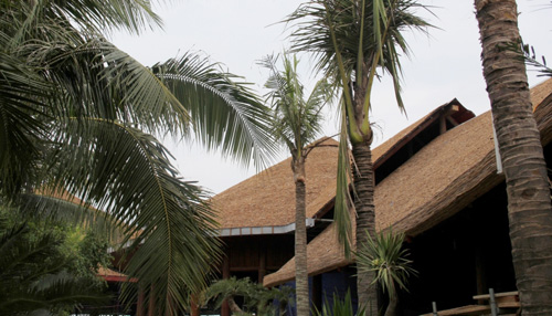 Thấp thoáng dưới bóng dừa là những mái nhà được lợp bằng gáo dừa