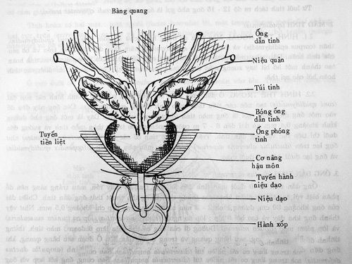 Mô tả bàng quang