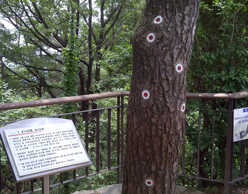 Dấu sơn chỉ vết đạn trên thân cây ở núi Bukaksan  - d