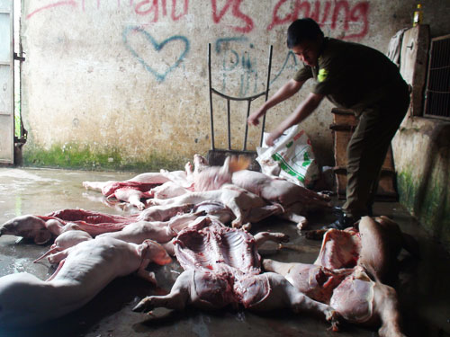 Thịt thối trong lò mổ lậu