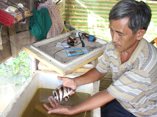 Cá Hồng vện 2