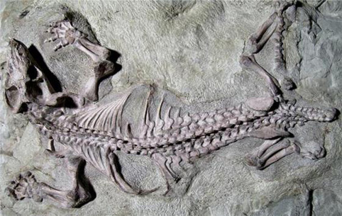Bộ xương của loài cynodont Galesaurus planiceps -d