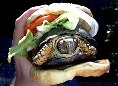 Bánh... rùa