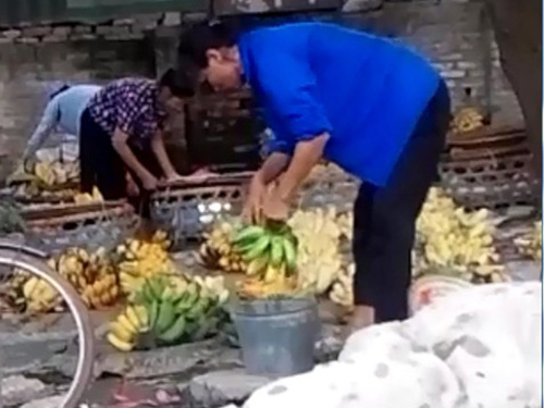 Chuối chín 'siêu tốc' nhờ hóa chất 1