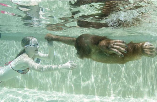 Khỉ học bơi như người