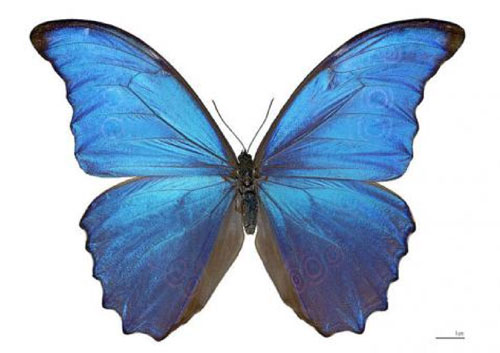 Cánh bướm truyền cảm hứng vật liệu điện tử