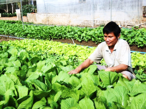 Nông dân trồng rau VietGAP