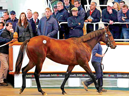 Con ngựa 1 tuổi giá 8,4 triệu USD - Ảnh: Daily Mail