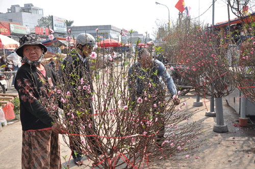 Ngồi trên đống lửa vì hoa đào nở sớm