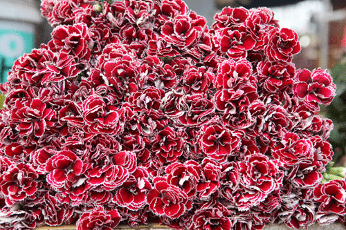chợ hoa Tết Quảng An
