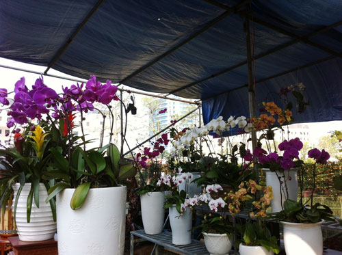 Đà Nẵng: Ngàn hoa xuân khoe sắc trong tiết trời lạnh giá 15
