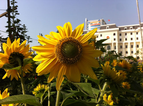 Đà Nẵng: Ngàn hoa xuân khoe sắc trong tiết trời lạnh giá 10