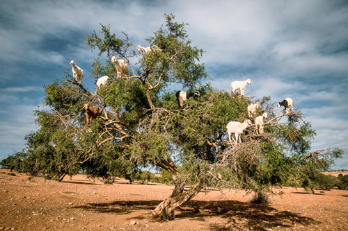 Một bầy dê đang trèo lên cây argan để ăn quả