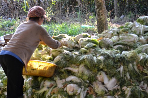 Bắp cải chất đống cho bò ăn
