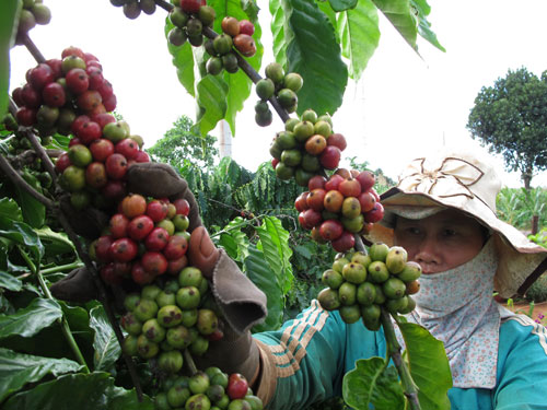 Tự tạo cơ hội - Kỳ 2: ‘Trẻ hóa’ vườn cà phê